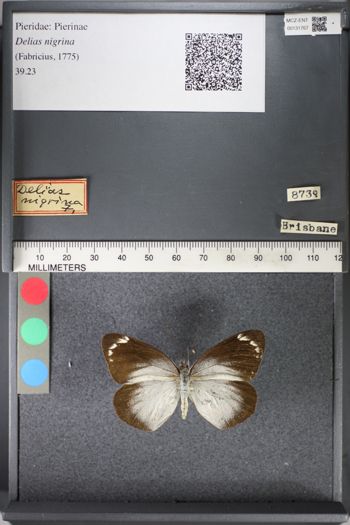 Media type: image;   Entomology 131767
